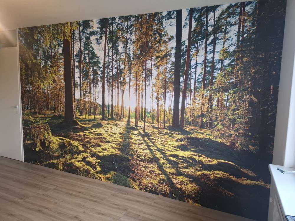 Dennenbos