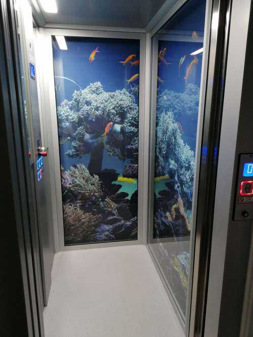 Anemon and Anthias