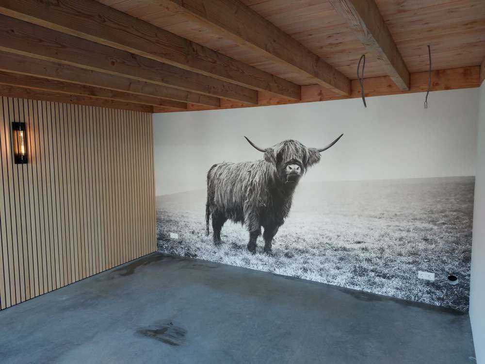 Schotse hooglander in het gras