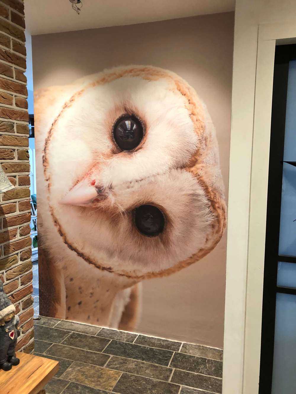 Uil met hoofd schuin