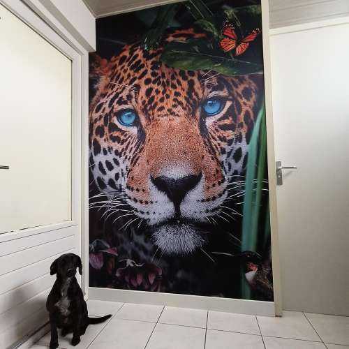 Jungle Leopard