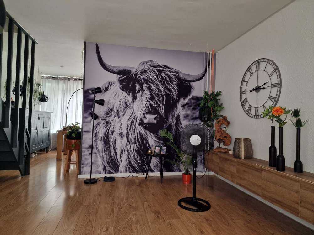Schotse hooglander in zwart-wit