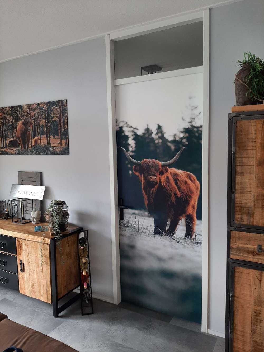 Oude schotse hooglander