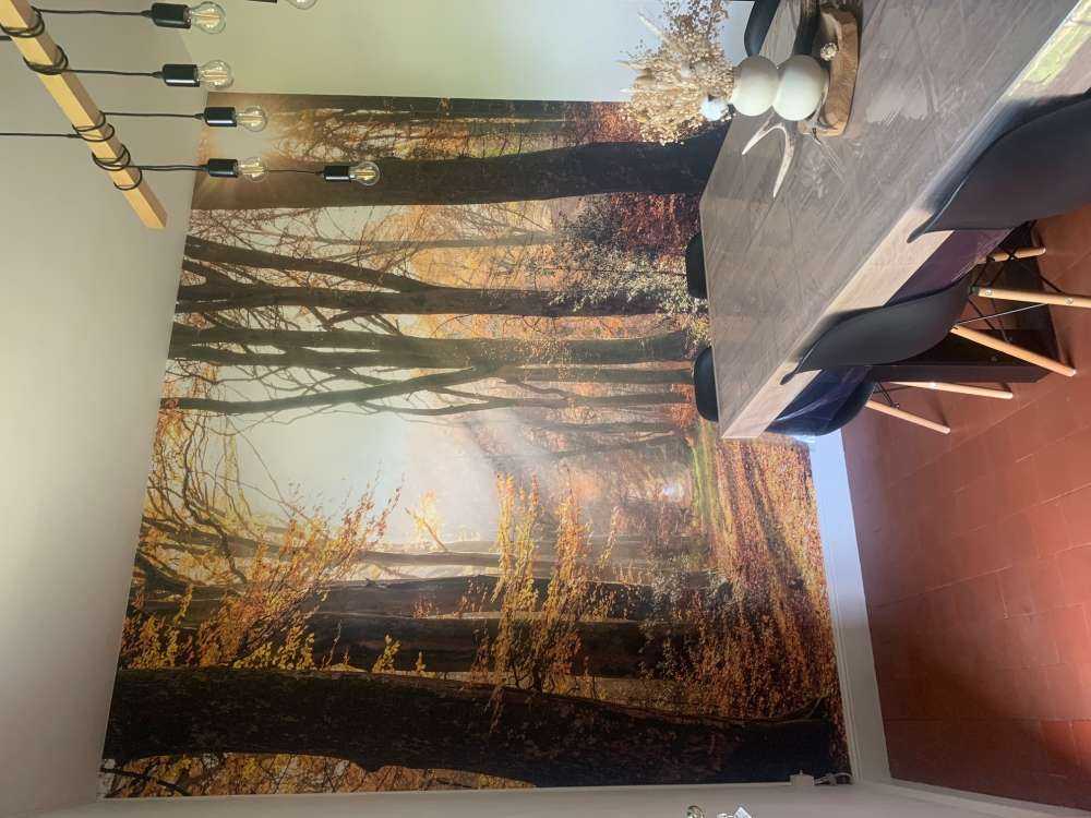 The lights of the forest