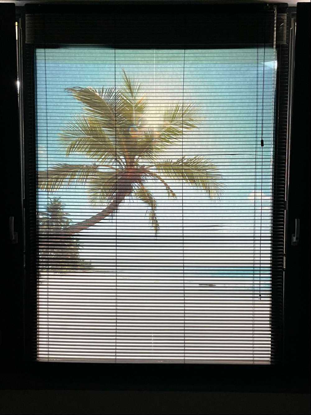 Grote palmboom