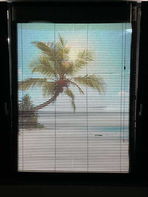 Grote palmboom