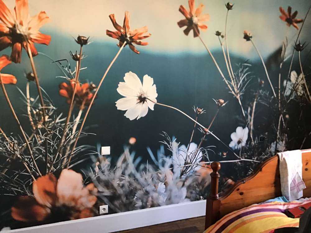 Kosmos bloemen in het veld