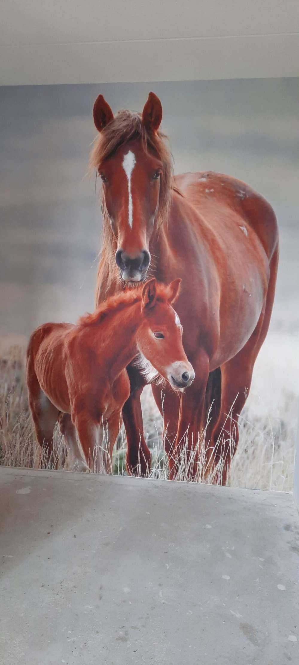 Wilde paarden