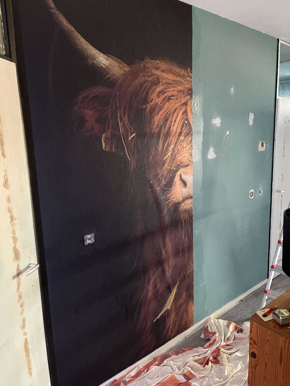 Portret Schotse hooglander