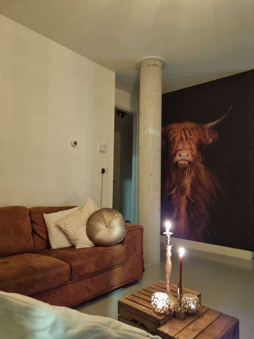 Portret Schotse hooglander