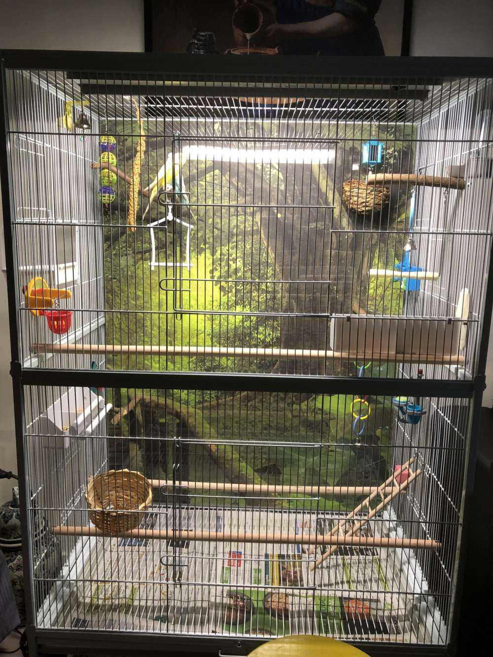 Houten brug door een groene jungle