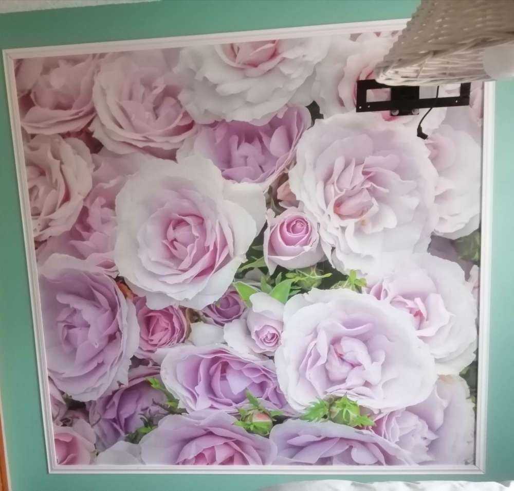 Kleurrijke witte en roze rozen - Fotobehang, image size:1000x954