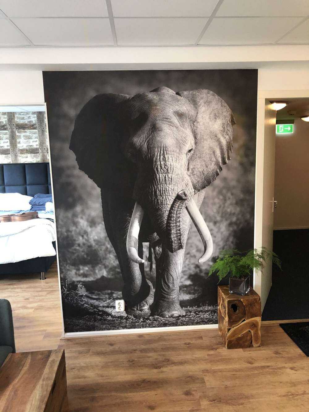 Afrikaanse olifant