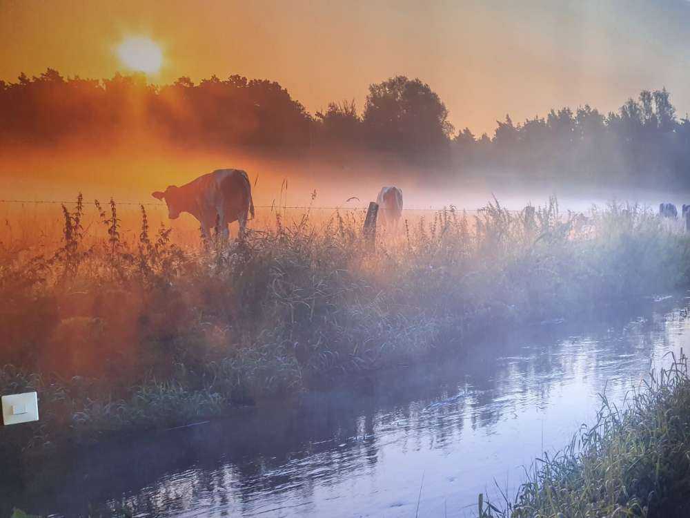 Koeien in het weiland