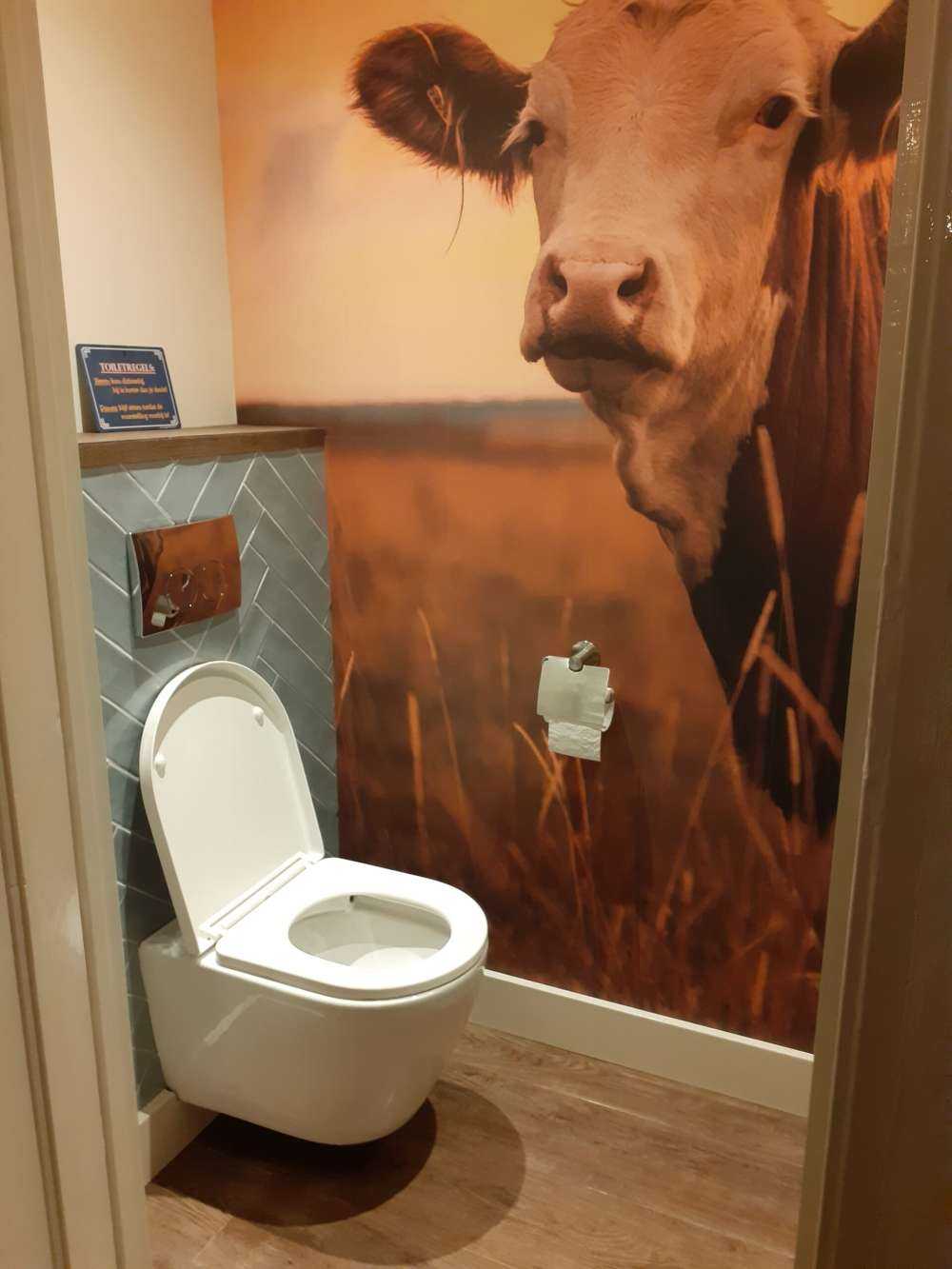 Koeien in de avondzon