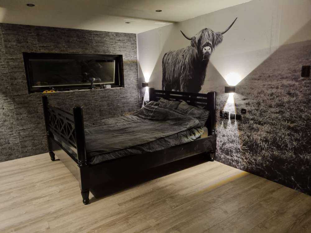 Schotse hooglander in het gras