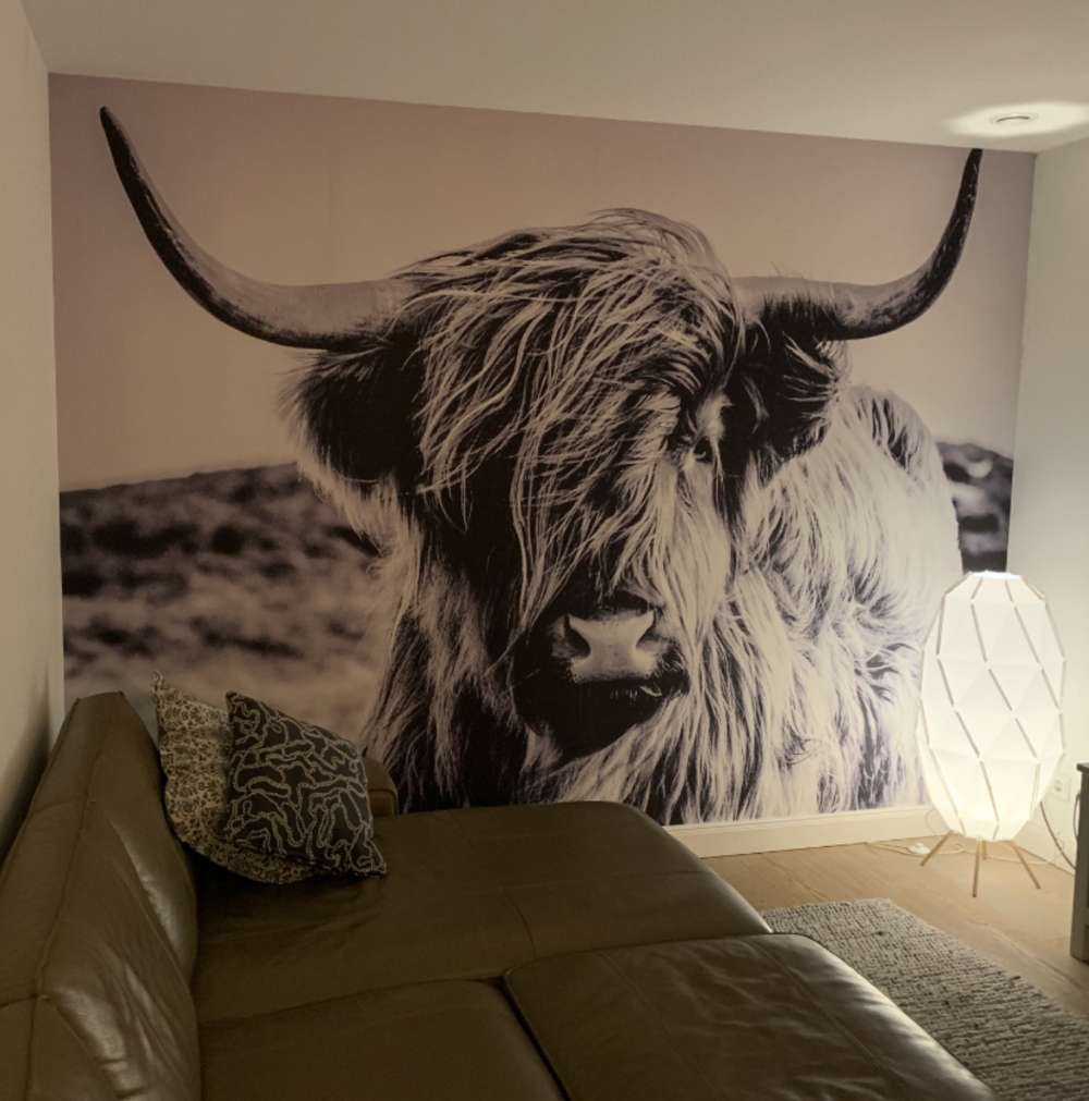 Schotse hooglander in zwart-wit