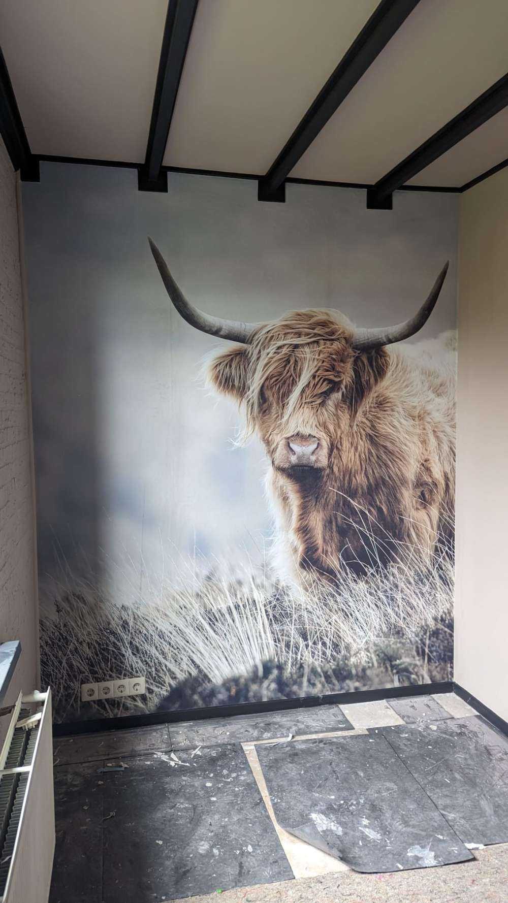 Schotse hooglander in de natuur