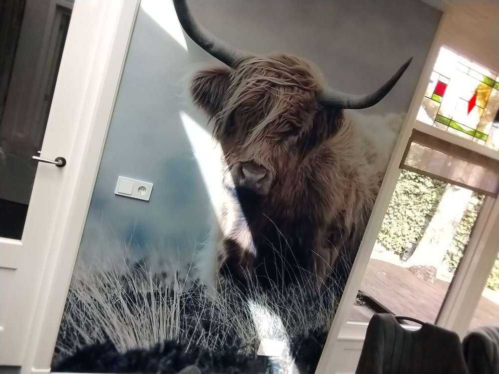 Schotse hooglander in de natuur