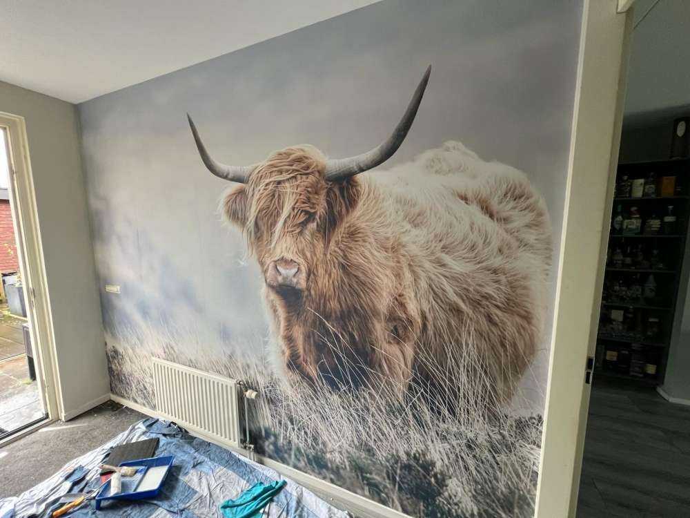 Schotse hooglander in de natuur