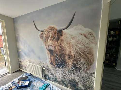Schotse hooglander in de natuur