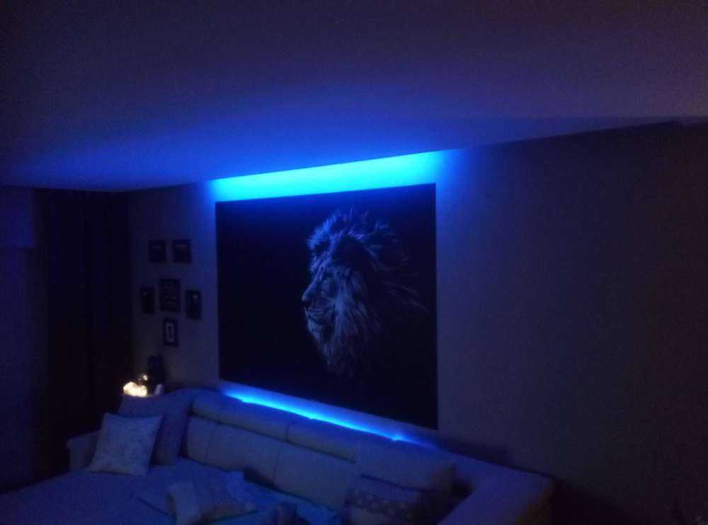 Leeuw met blauwe ogen