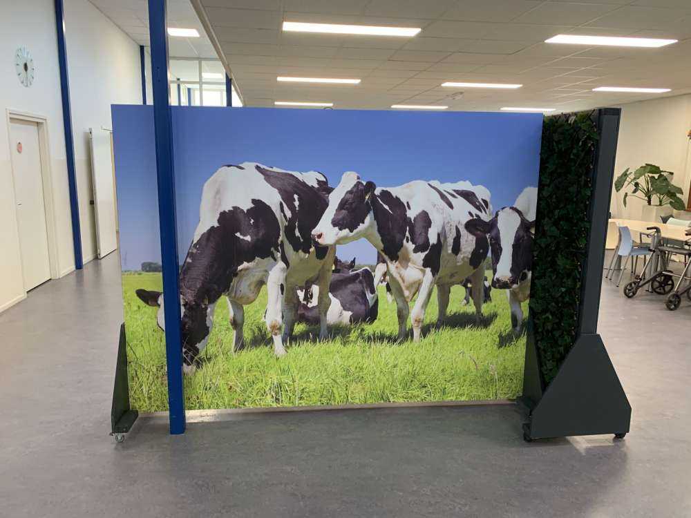 Fotobehang koeien
