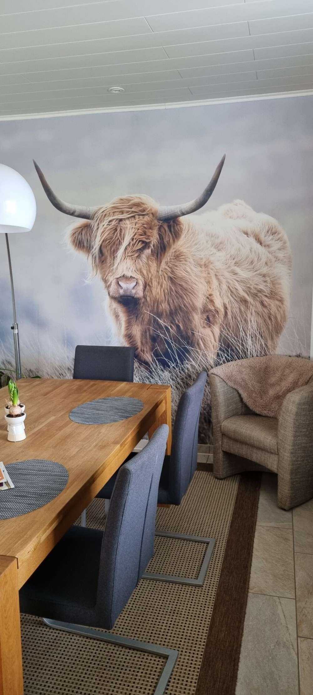 Schotse hooglander in de natuur