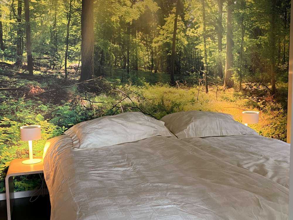 Bos met zonnestralen