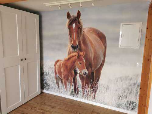 Wilde paarden