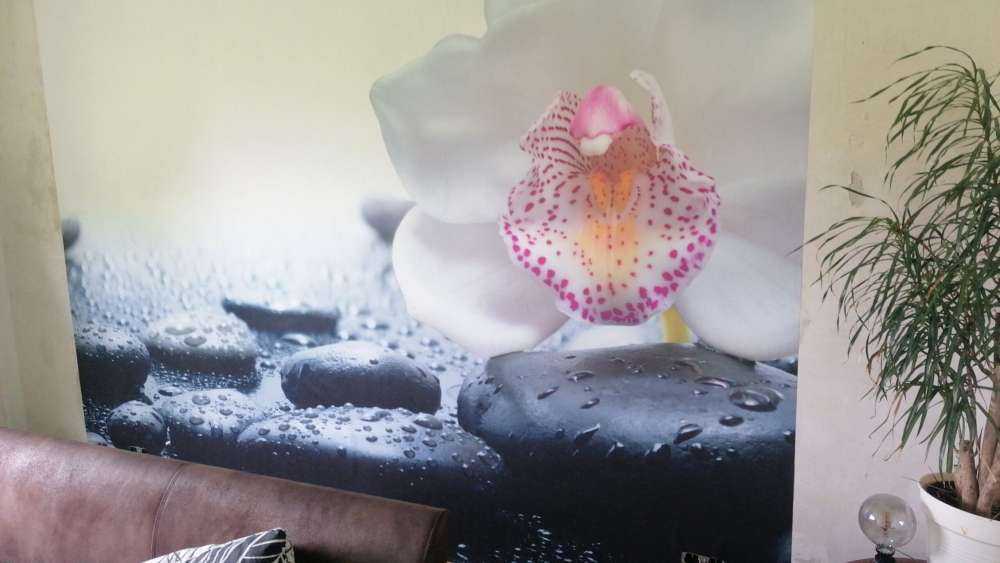 Witte orchidee