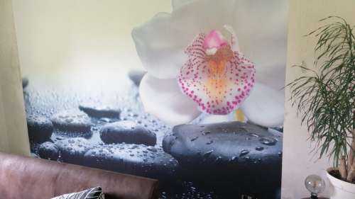 Witte orchidee
