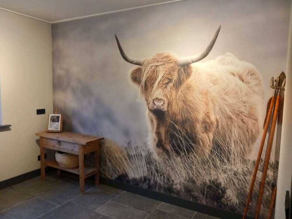 Schotse hooglander in de natuur