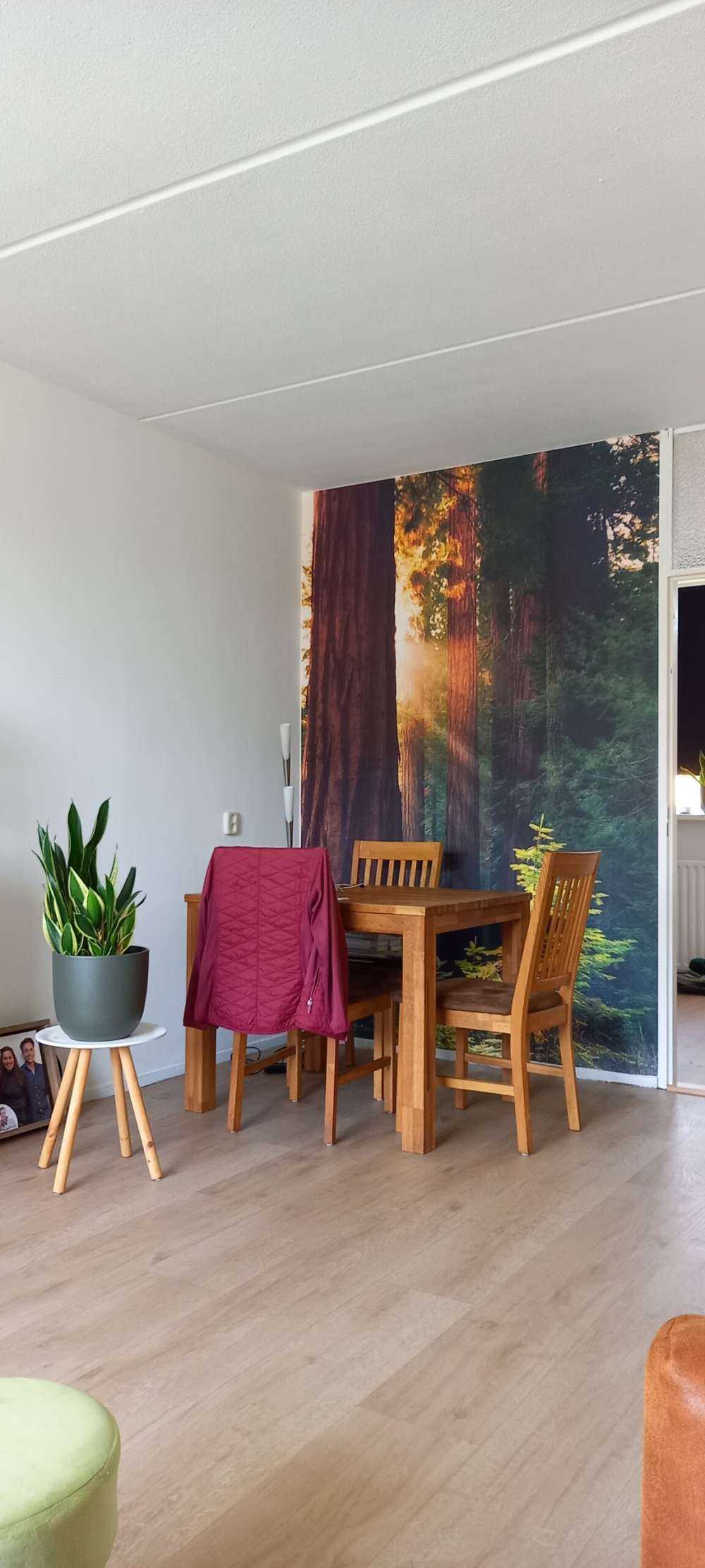 Behang met zonlicht tussen de mahoniebomen