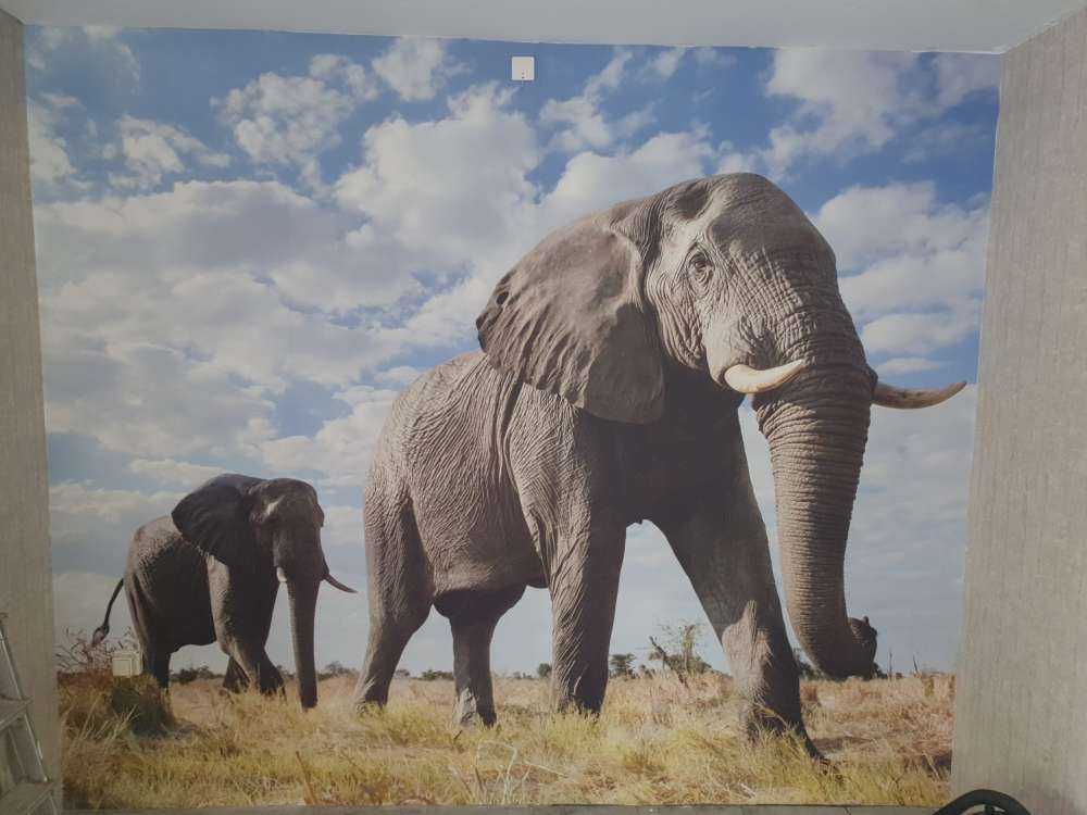 Passerende olifanten