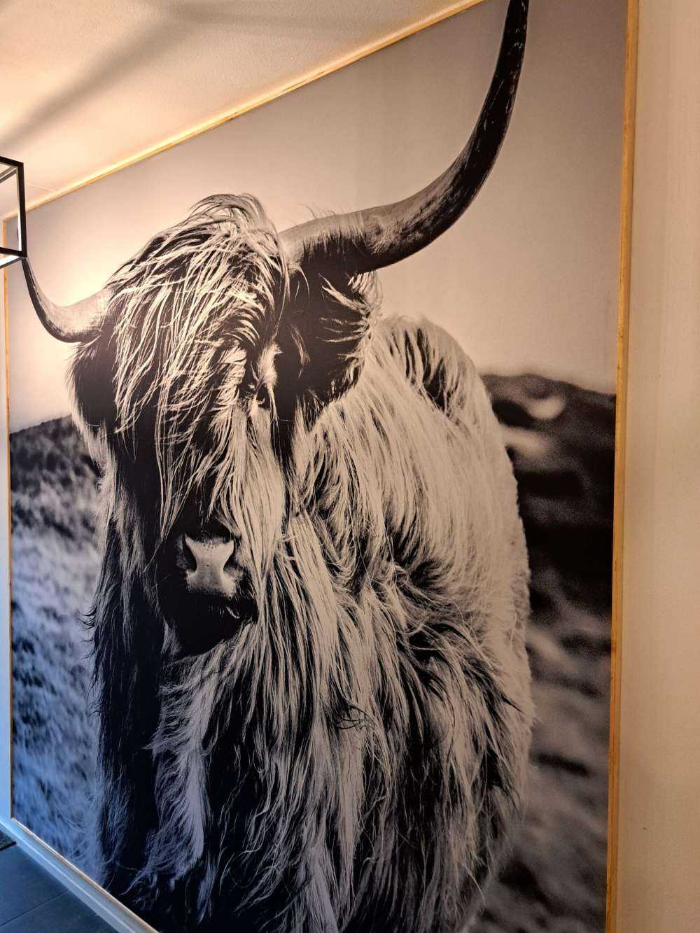 Schotse hooglander in zwart-wit