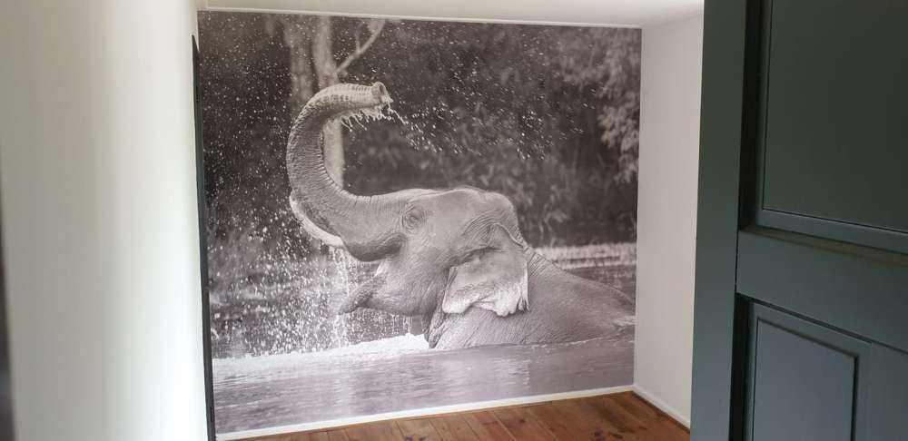 Olifant in water