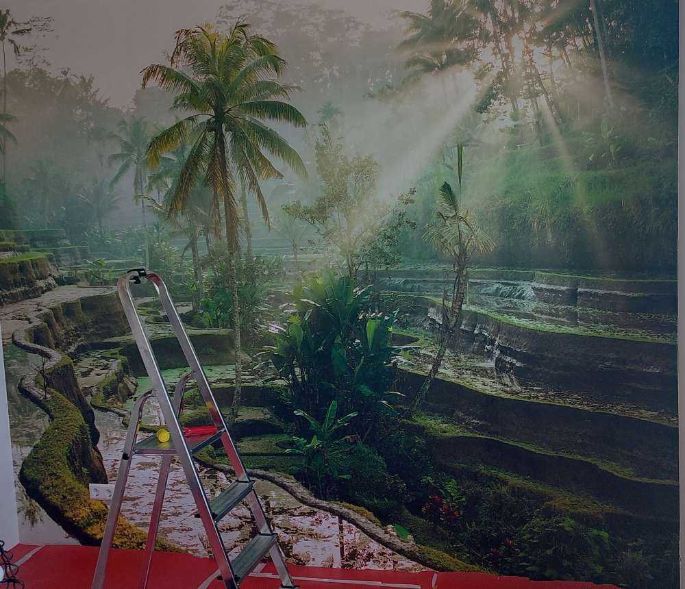 Rijstvelden in de jungle