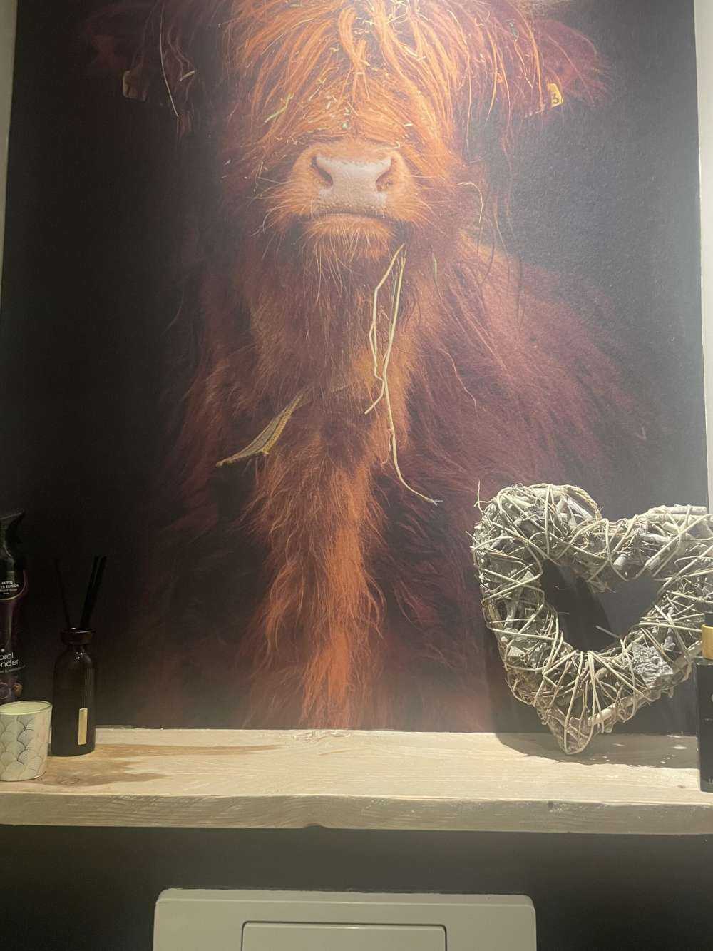 Portret Schotse hooglander