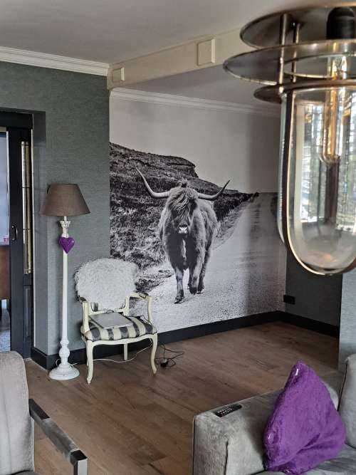 Schotse hooglander in zwart-wit