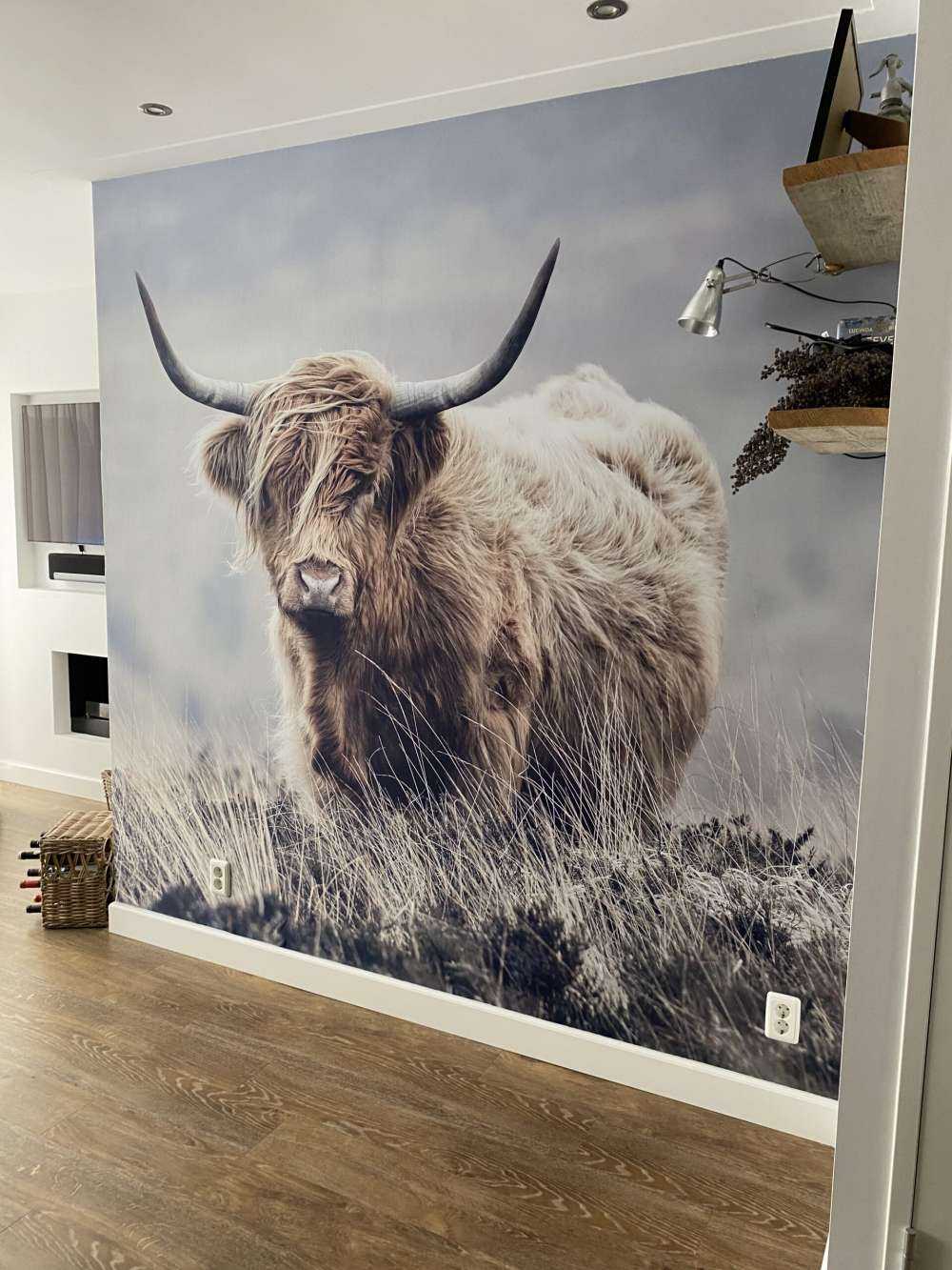 Schotse hooglander in de natuur