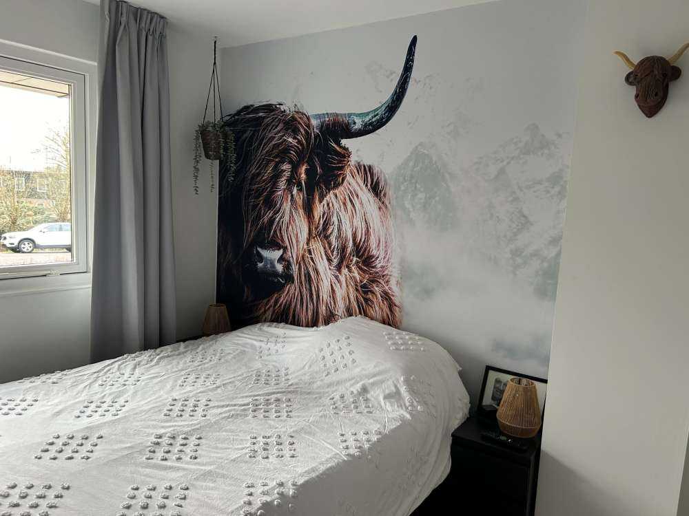 Scottish Highlander
