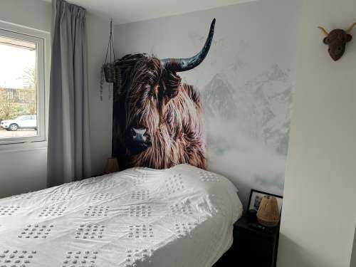 Scottish Highlander