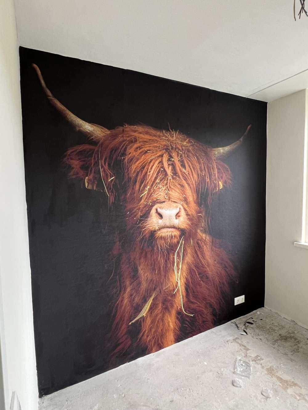 Portret Schotse hooglander