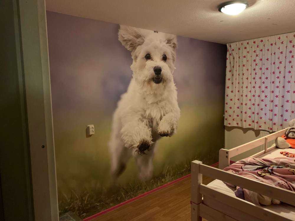 Rennende hond