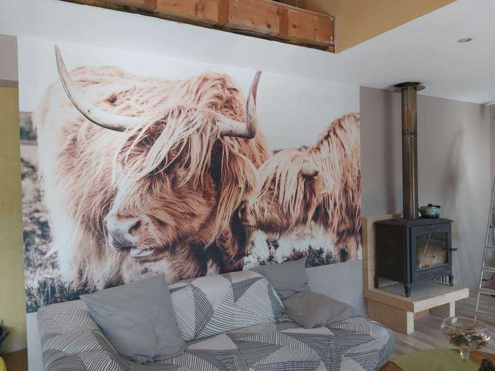 Twee Schotse hooglanders