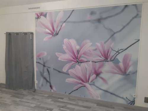 Magnolia bloemen