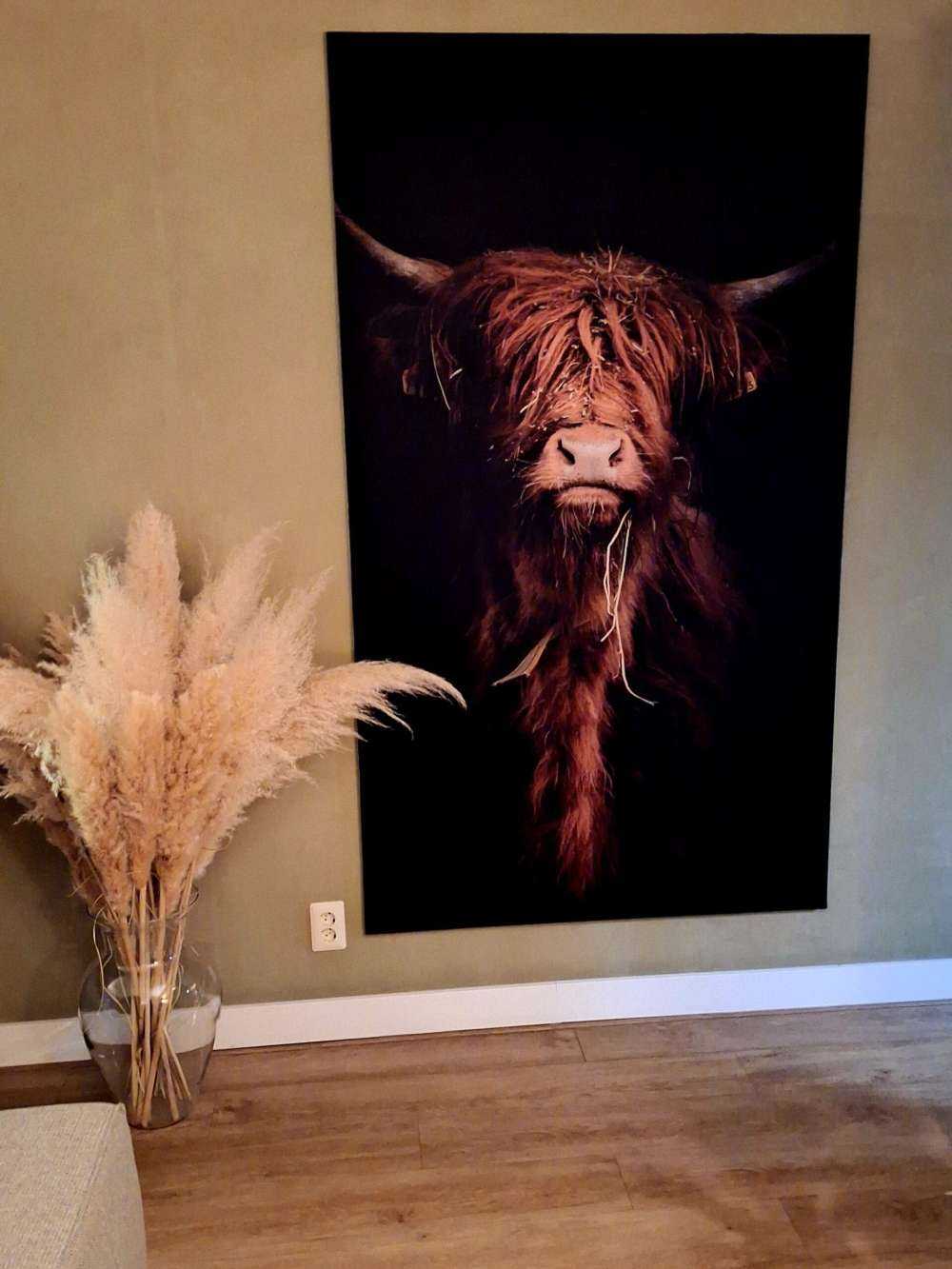 Portret Schotse hooglander