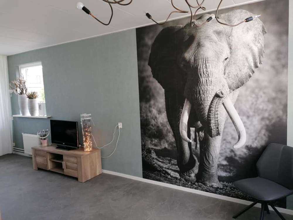 Afrikaanse olifant