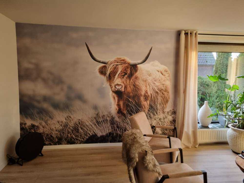 Schotse hooglander in de natuur